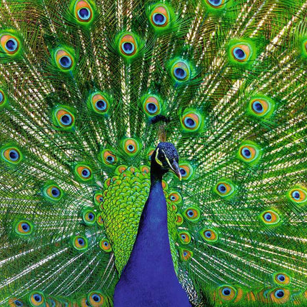 Peacock Puzzle (500 pc)
