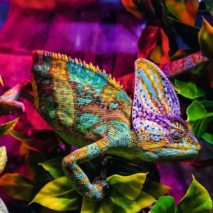Chameleon Puzzle (500 pc)