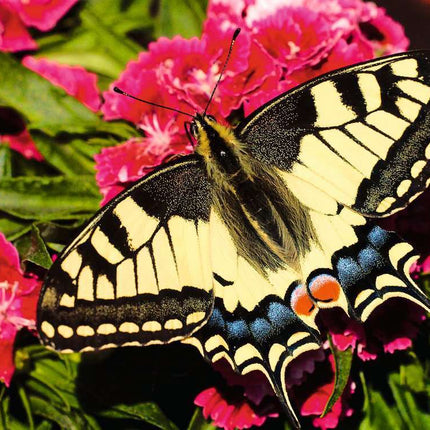 Butterfly Puzzle (500 pc)