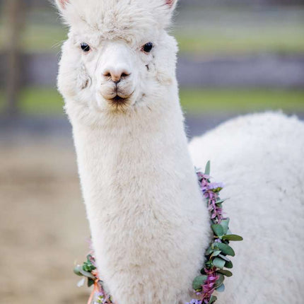 Puzzle Moments: Alpaca (200 pc Puzzles)