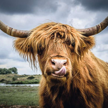 Puzzle Moments: Highland Cattle (300 pc Puzzles)