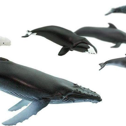 Whales TOOB®