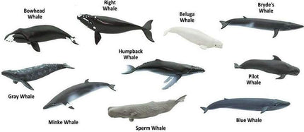 Whales TOOB®