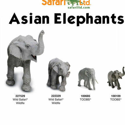Asian Animals TOOB