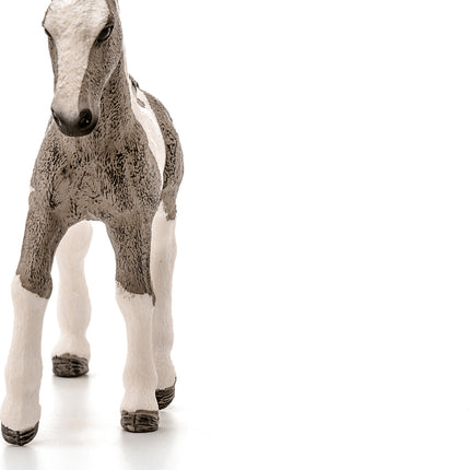 Tinker Foal