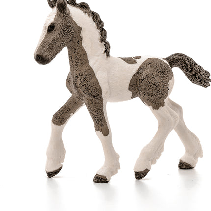 Tinker Foal