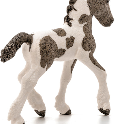 Tinker Foal