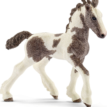 Tinker Foal