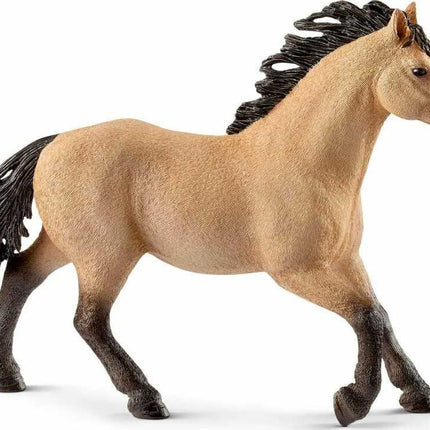 Quarter Horse Stallion