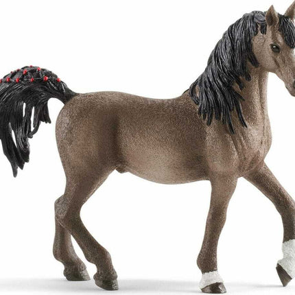 Arabian Stallion