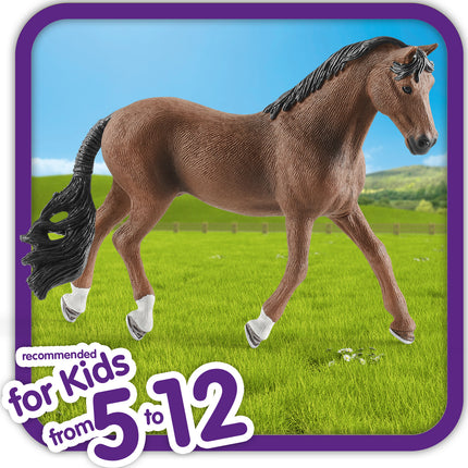 Trakehner Gelding
