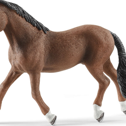 Trakehner Gelding