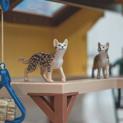 Bengal Cat