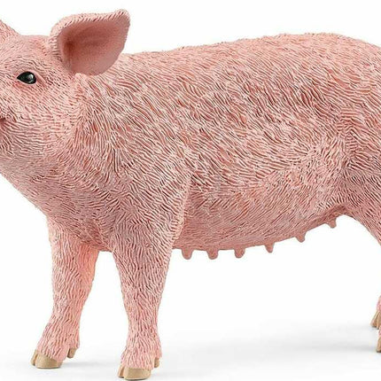 Pig