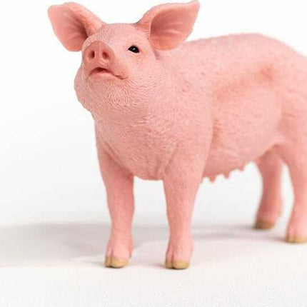 Pig