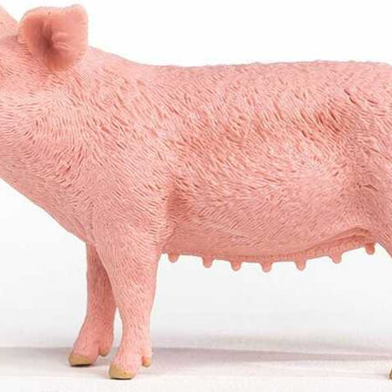 Pig