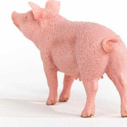 Pig
