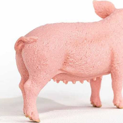 Pig