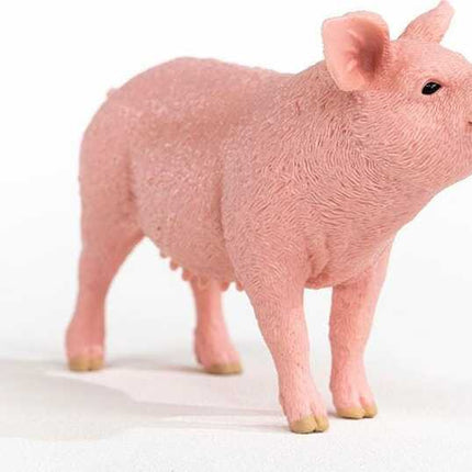 Pig