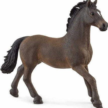 Oldenburger Stallion