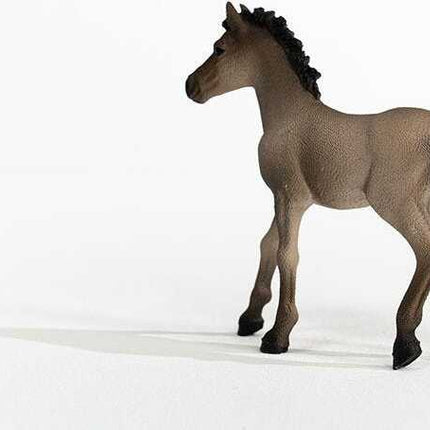 Criollo Definitivo Foal