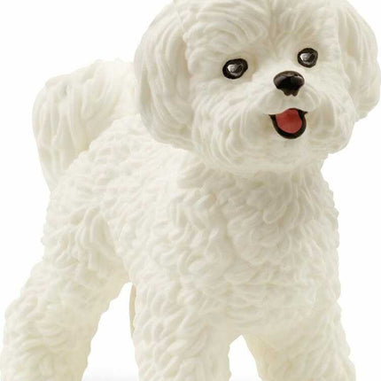 Bichon Frise