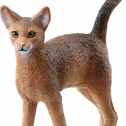 Abyssinian Cat