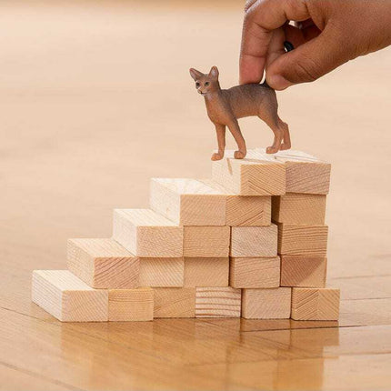 Abyssinian Cat