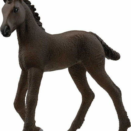 Friesian Foal