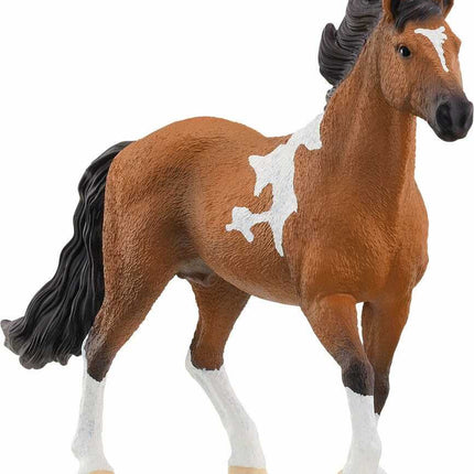 Mangalarga Marchador Stallion