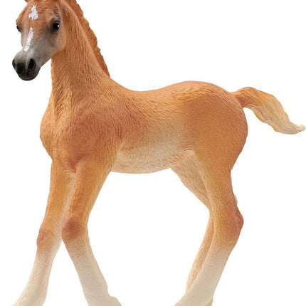 Horse Club Arabian Foal