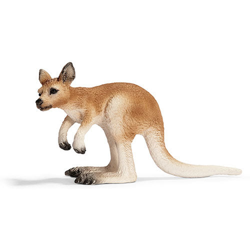 Kangaroo Joey