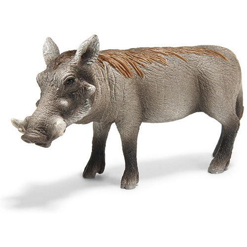 Warthog Sow