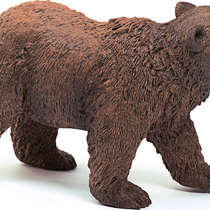 Grizzly Bear