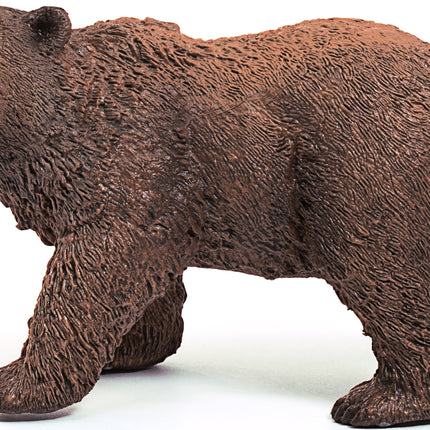Grizzly Bear