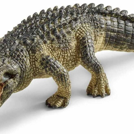 Alligator