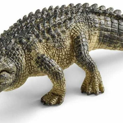 Alligator