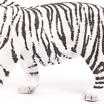 Tiger, White