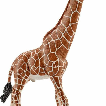 Giraffe, Male