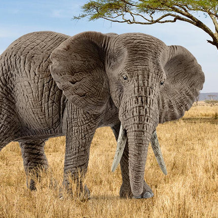 African Elephant, Female Safari Animal Toy