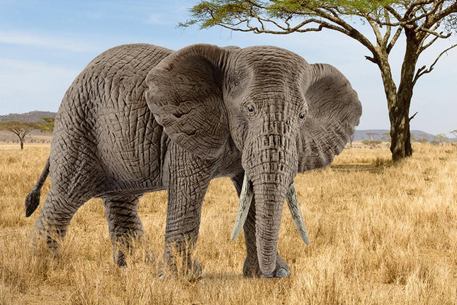 African Elephant, Female Safari Animal Toy