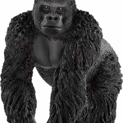 Gorilla, Male