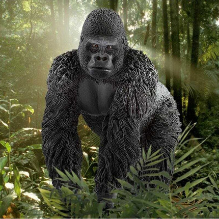 Gorilla, Male