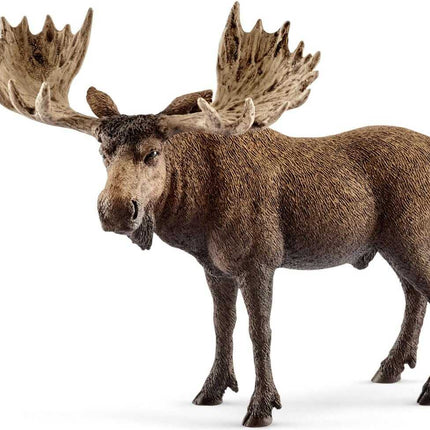 Moose bull