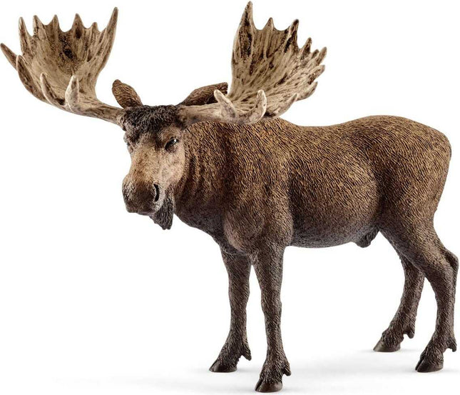 Moose bull