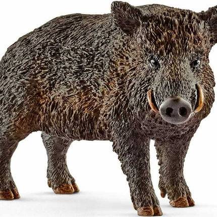 Wild Boar
