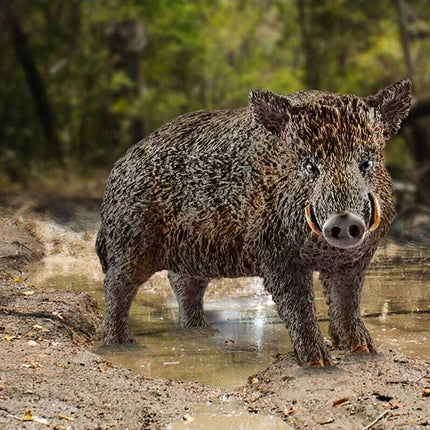 Wild Boar