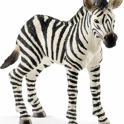 Zebra Foal