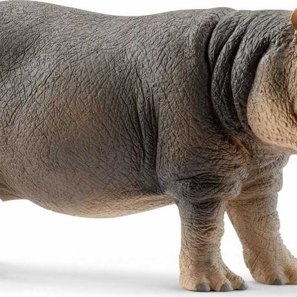 Hippopotamus