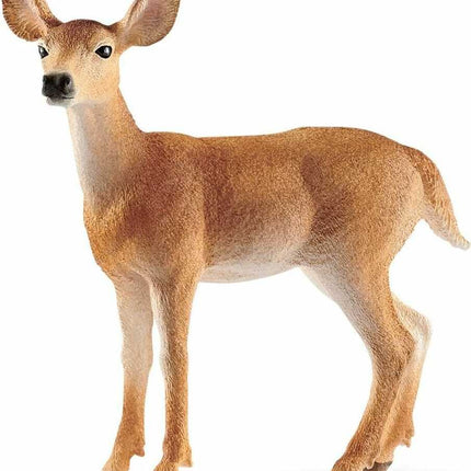 White-Tailed Doe